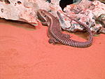 DSCN0961  