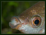 Nikon D90, Nikkor 105 f2.8D mikro, , Speedlight SB-900,  
iso500, 1/350, f22