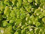 Lysimachia nummularia