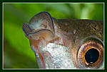 Nikon D90, Nikkor 105 f2.8D mikro, , Speedlight SB-900, 
iso500, 1/350, f22