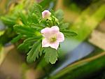 Limnophila sessiliflora