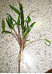   (Cryptocoryne wendtii)