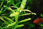 polysperma