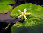 Nymphoides aquatica