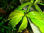  big Leaf2