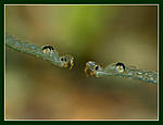 Nikon D90, Nikkor 105 f2.8D mikro, , Speedlight SB-900, 
iso500, 1/350, f22