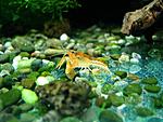 Cambarellus patzcuarensis var. 'Orange'