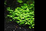 Hydrocotyle