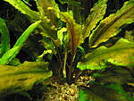 Cryptocoryne wendtii "Green"