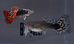 GUPPI3
