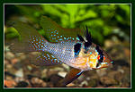 NIKON D700, Mikro-Nikkor 105 f2,8D, SB-900, 
iso800, 1/180, f22