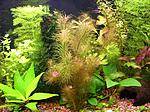 Rotala wallichii, Rotala wallichii sp. Vietnam, Spiky moss