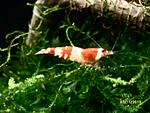 Caridina cantonensis sp. "Red" - Crystal Red Shrimp
