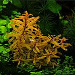 Ludwigia inclinata