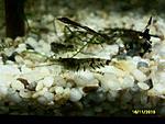 Caridina cantonensis sp. "Tiger" - Tiger Shrimp