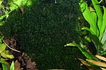 Flame moss
