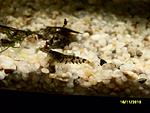 Caridina cantonensis sp. "Tiger" - Tiger Shrimp