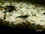 Caridina cantonensis sp. "Tiger" - Tiger Shrimp