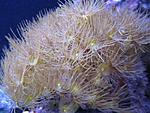 Parazoanthus gracilis
