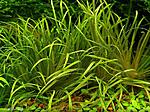 blyxa japonica 1