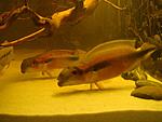 Crenicichla johanna