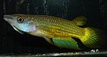Aplocheilus lineatus(   2008)
