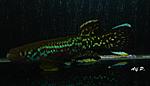 fundulopanchax marmoratus(   2008)