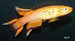 Aphyosemion australe Gold(   2008)