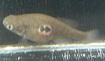 Austrolebias nigripinnis (   2008)