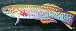 fundulopanchax gardneri 2(   2008)