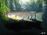 Epiplatys sexfasciatus(   2008)