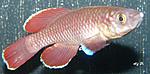 Nothobranchius(   2008)