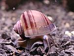 Apple snails - Ampullariidae