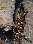 fasciata