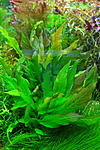 Hygrophila corymbosa var. 'Glabra'