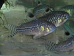  (. Triliniatus)