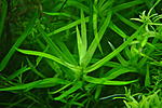 Heteranthera zosterifolia