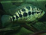 Managuensis 