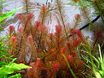 Rotala wallichii