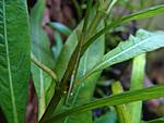 Caridina babaulti var. green