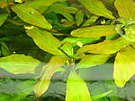  Big Leaf 2