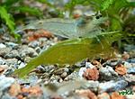 Neocaridina cf. zhangjiajiensis var. white (White Pearl/Snowball Shrimp)  Caridina cf. babaulti sp. 'green' (Green Neon Shrimp)