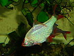   (P. tetrazona var. Green. albino)