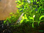 Caridina cf. cantonensis 'Tiger' (Tiger Shrimp)