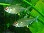  ,  ( ) Hyphessobrycon pulhripinis.