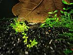 Caridina cf. cantonensis 'Tiger' (Tiger Shrimp) + Neocaridina cf. zhangjiajiensis var. white (White Pearl/Snowball Shrimp)