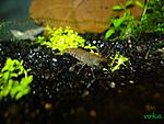 Caridina cf. cantonensis 'Tiger' (Tiger Shrimp)