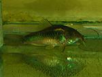  (C. aeneus) 