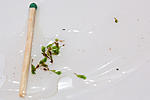 IMG 9950