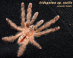 iridopelma